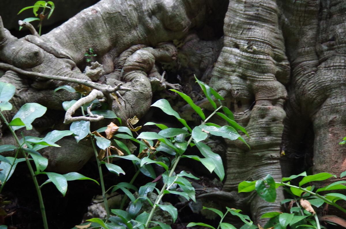 Kuza Cave Culture Centre 3*